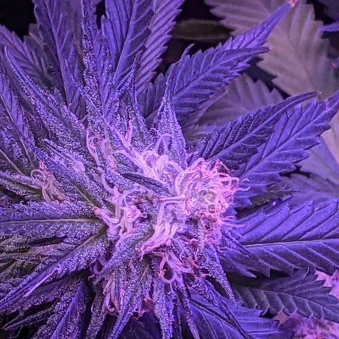 Scooby (GTH) growlog timeline photo