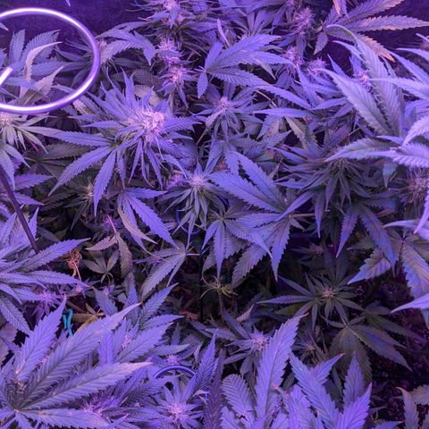 Scooby (GTH) growlog timeline photo