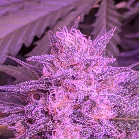 Scooby (GTH) growlog timeline photo