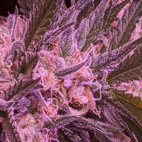 Scooby (GTH) growlog timeline photo