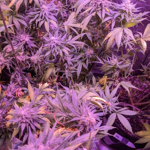 Scooby (GTH) growlog timeline photo