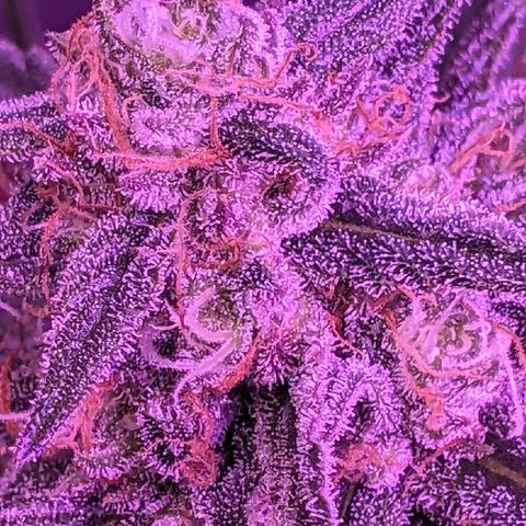 Scooby (GTH) growlog timeline photo