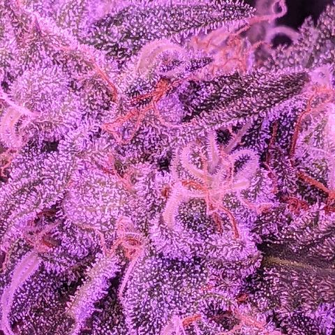 Scooby (GTH) growlog timeline photo