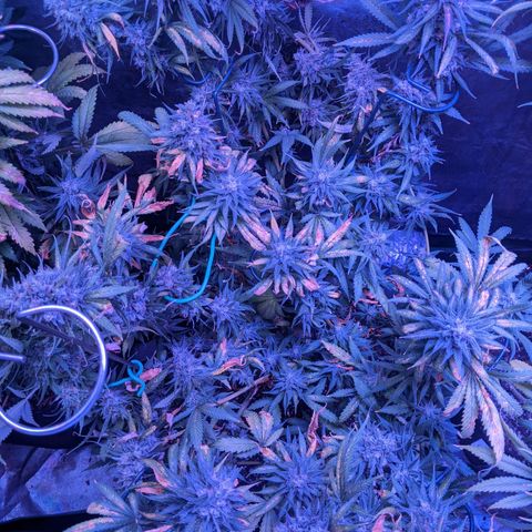 Scooby (GTH) growlog timeline photo
