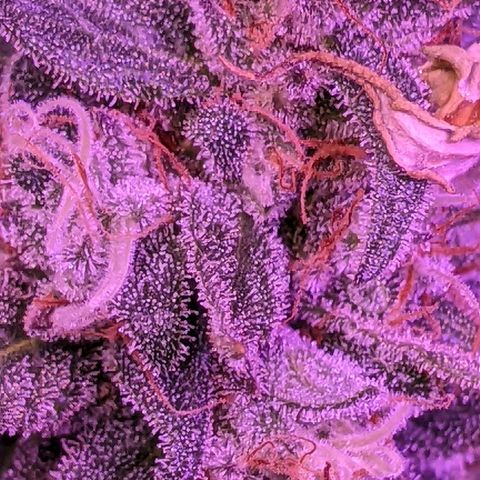 Scooby (GTH) growlog timeline photo