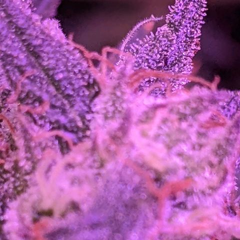 Scooby (GTH) growlog timeline photo
