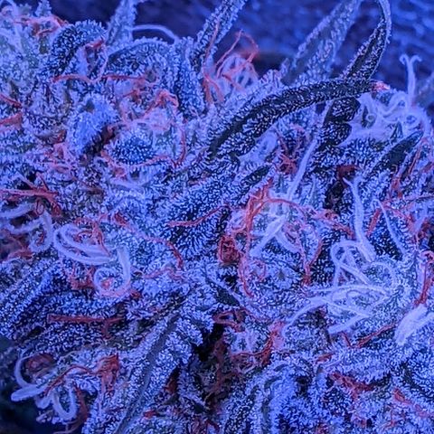 Scooby (GTH) growlog timeline photo
