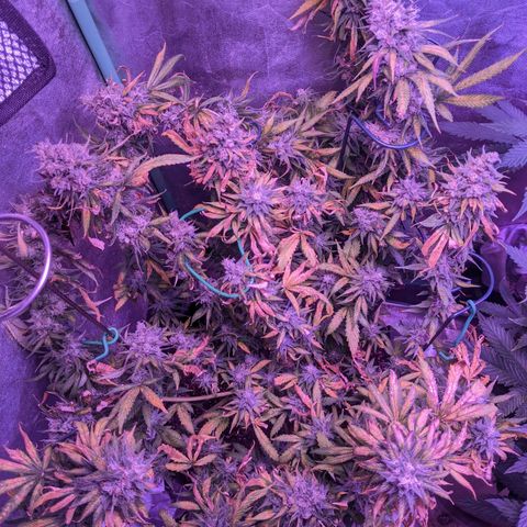 Scooby (GTH) growlog photo: Pistals mostly brown. Leaves yellowing 