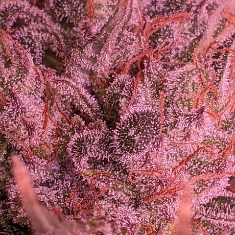 Scooby (GTH) growlog photo: Pistals mostly brown. Leaves yellowing 