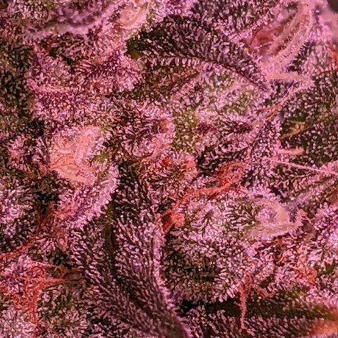 Scooby (GTH) growlog photo: Pistals mostly brown. Leaves yellowing 