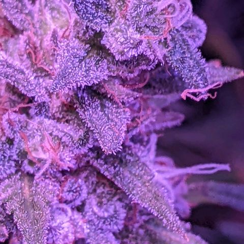 Scooby (GTH) growlog photo: Pistals mostly brown. Leaves yellowing 