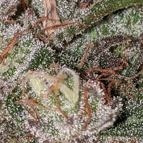 Scooby (GTH) growlog timeline photo