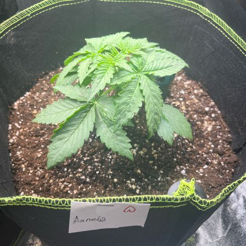 Amnesia growlog timeline photo