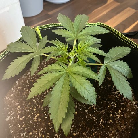 Jabucica growlog photo: FIMing