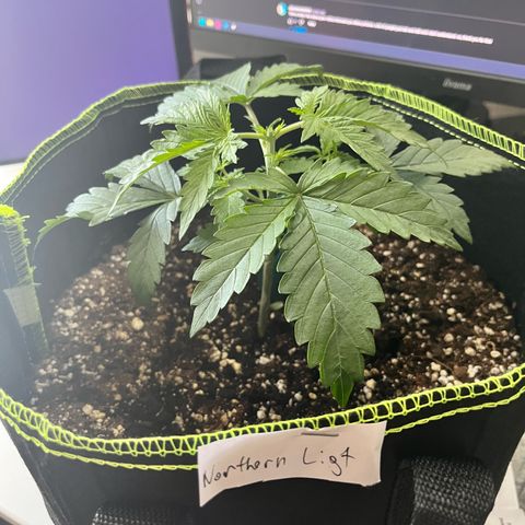Northern light Auto growlog photo: Topping