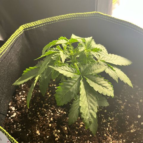 Amnesia growlog photo: Topping