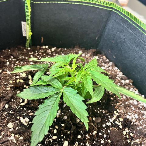 Crokscrew tyson 2.0 growlog photo: Topping