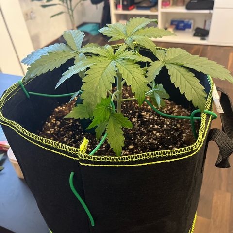 Northern light Auto growlog timeline photo