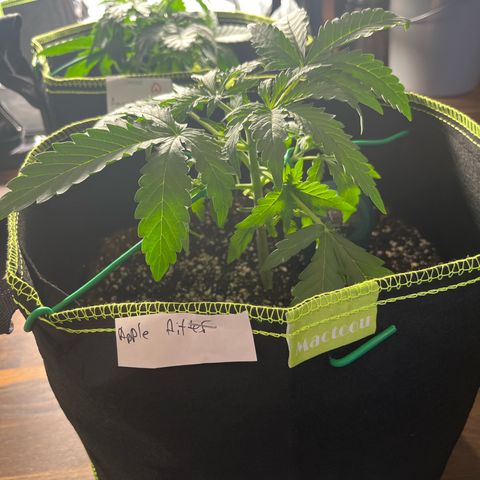 Jabucica growlog timeline photo
