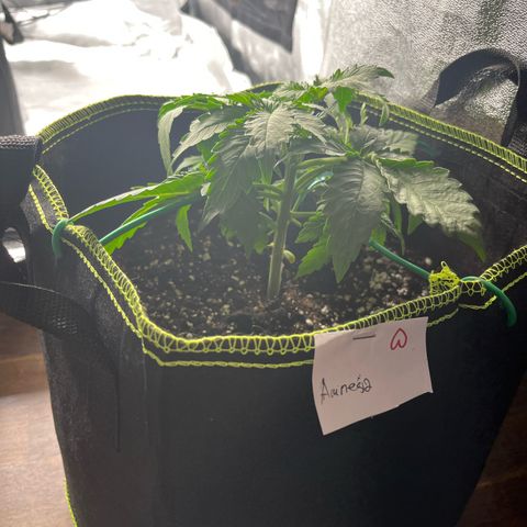 Amnesia growlog timeline photo