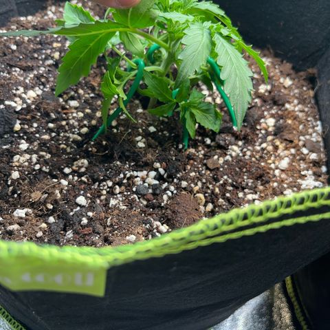 Crokscrew tyson 2.0 growlog timeline photo
