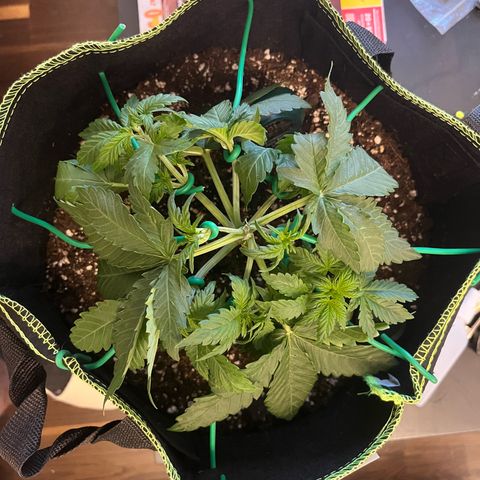 Amnesia growlog timeline photo