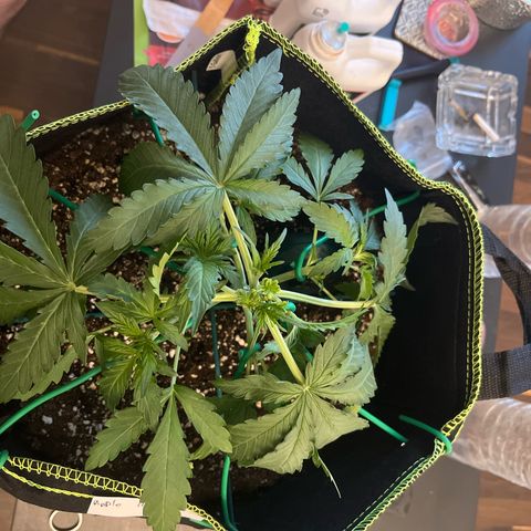 Jabucica growlog timeline photo