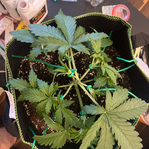 Northern light Auto growlog timeline photo