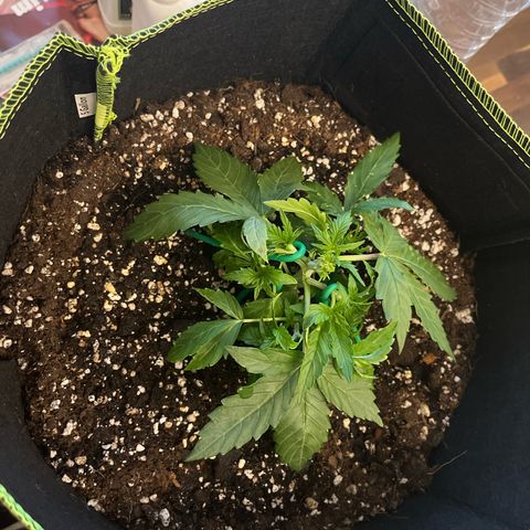 Crokscrew tyson 2.0 growlog timeline photo