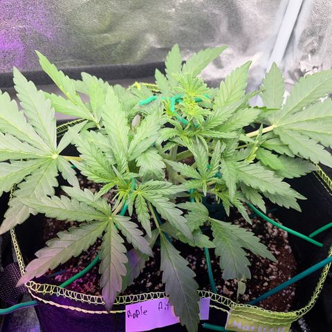 Jabucica growlog timeline photo