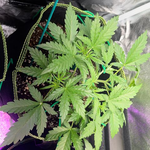 Northern light Auto growlog timeline photo