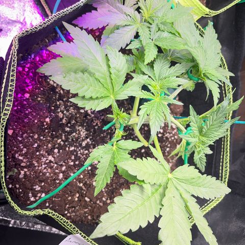 Amnesia growlog timeline photo