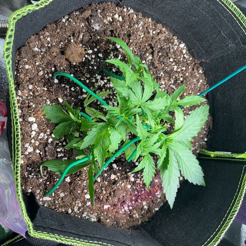 Crokscrew tyson 2.0 growlog timeline photo