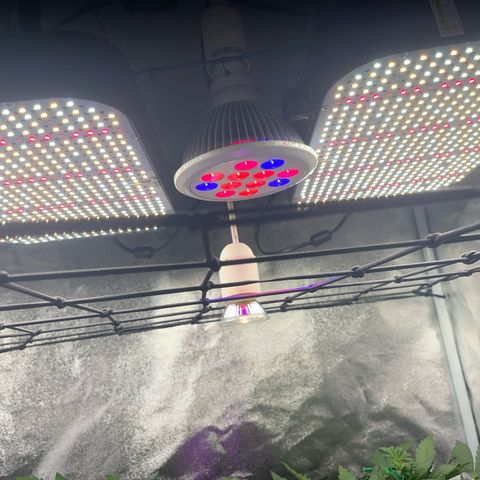 Amnesia growlog photo: Lamp setup 