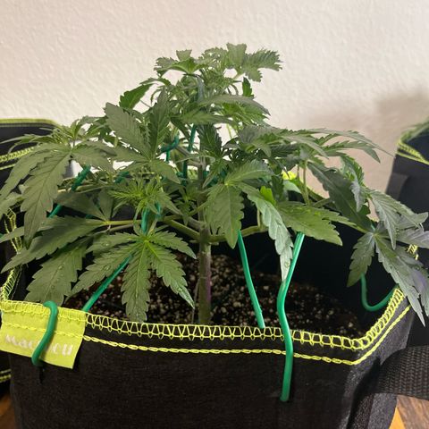 Jabucica growlog timeline photo