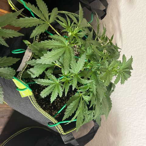Jabucica growlog timeline photo