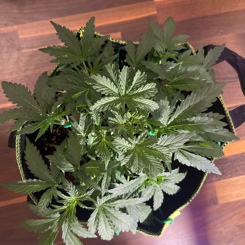 Jabucica growlog timeline photo