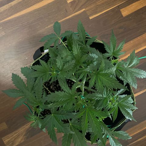 Northern light Auto growlog timeline photo