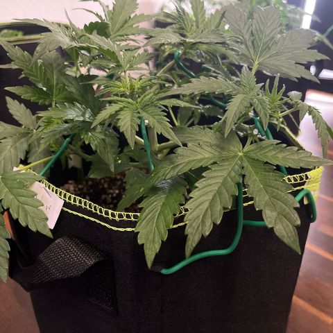 Northern light Auto growlog timeline photo