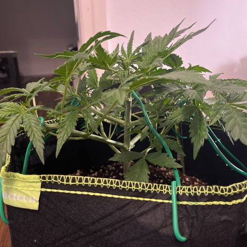 Northern light Auto growlog timeline photo
