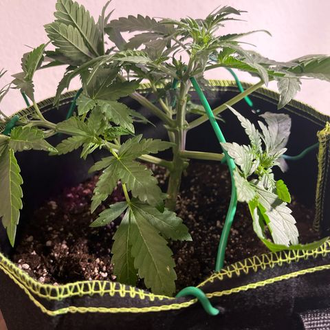 Amnesia growlog timeline photo