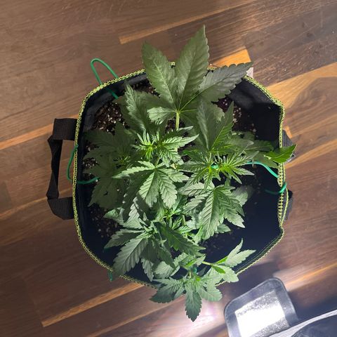 Amnesia growlog timeline photo
