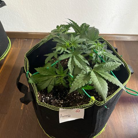 Amnesia growlog timeline photo