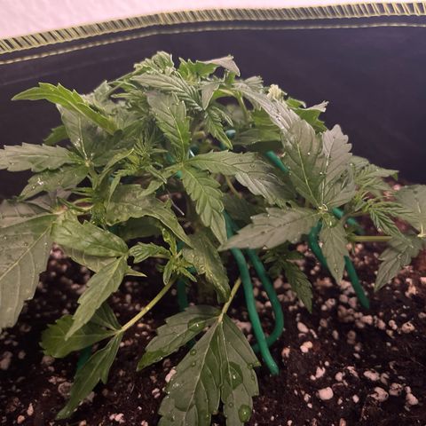 Crokscrew tyson 2.0 growlog timeline photo
