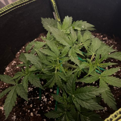 Crokscrew tyson 2.0 growlog timeline photo