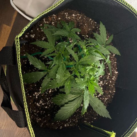 Crokscrew tyson 2.0 growlog timeline photo