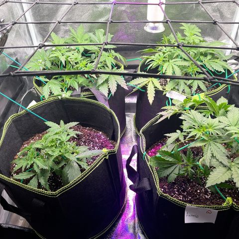 Amnesia growlog timeline photo