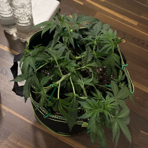 Amnesia growlog timeline photo