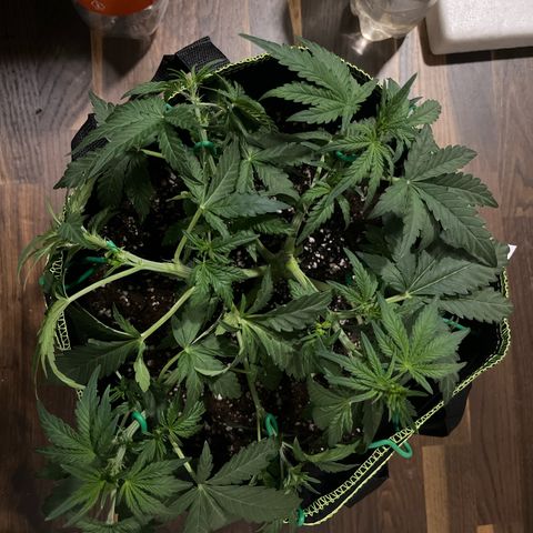 Amnesia growlog timeline photo