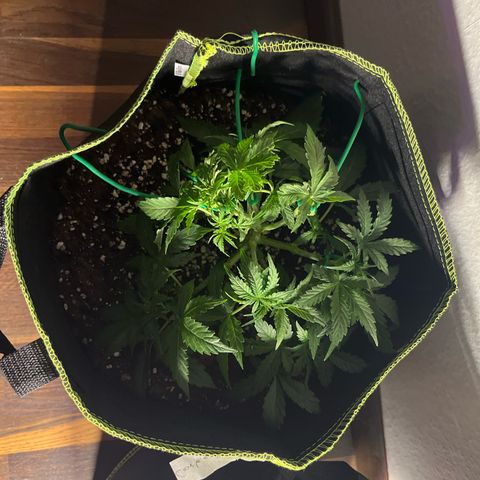 Crokscrew tyson 2.0 growlog timeline photo